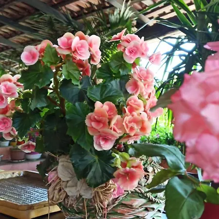 Apartment The Secret Garden - Casa Di Sery Maratea