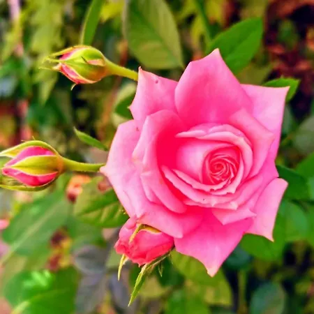 The Secret Garden - Casa Di Sery Appartement