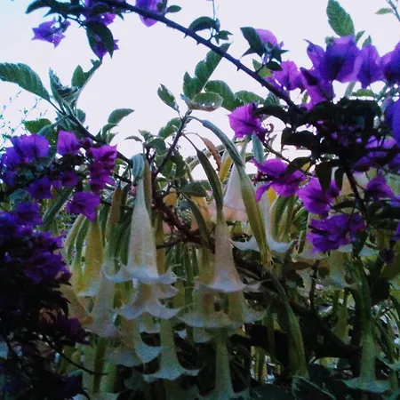 The Secret Garden - Casa Di Sery Apartment *