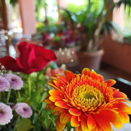 The Secret Garden - Casa Di Sery Apartment Maratea